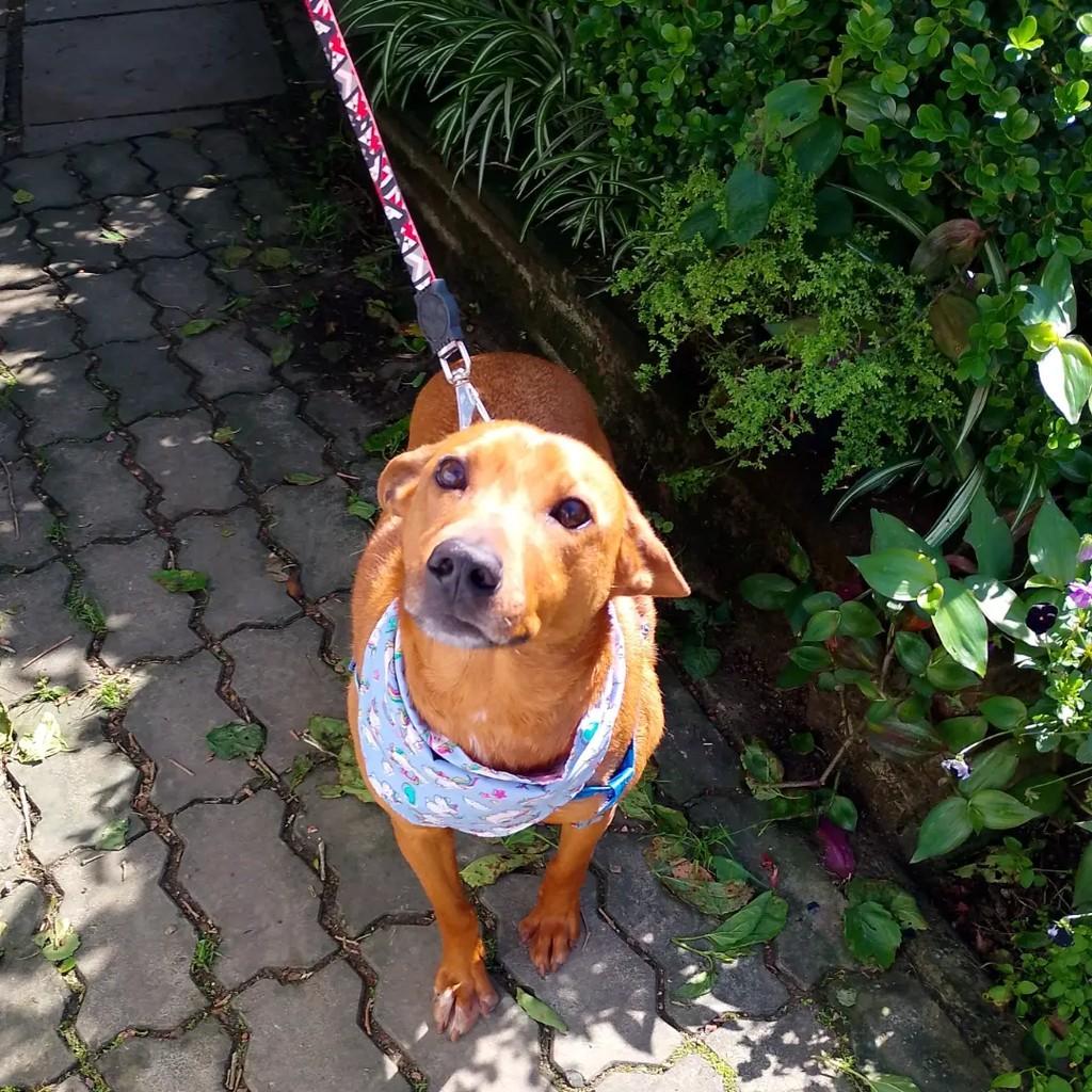 Júnior, cachorro de porte médio para adoção em Viamão - RS — foto 3 de 10