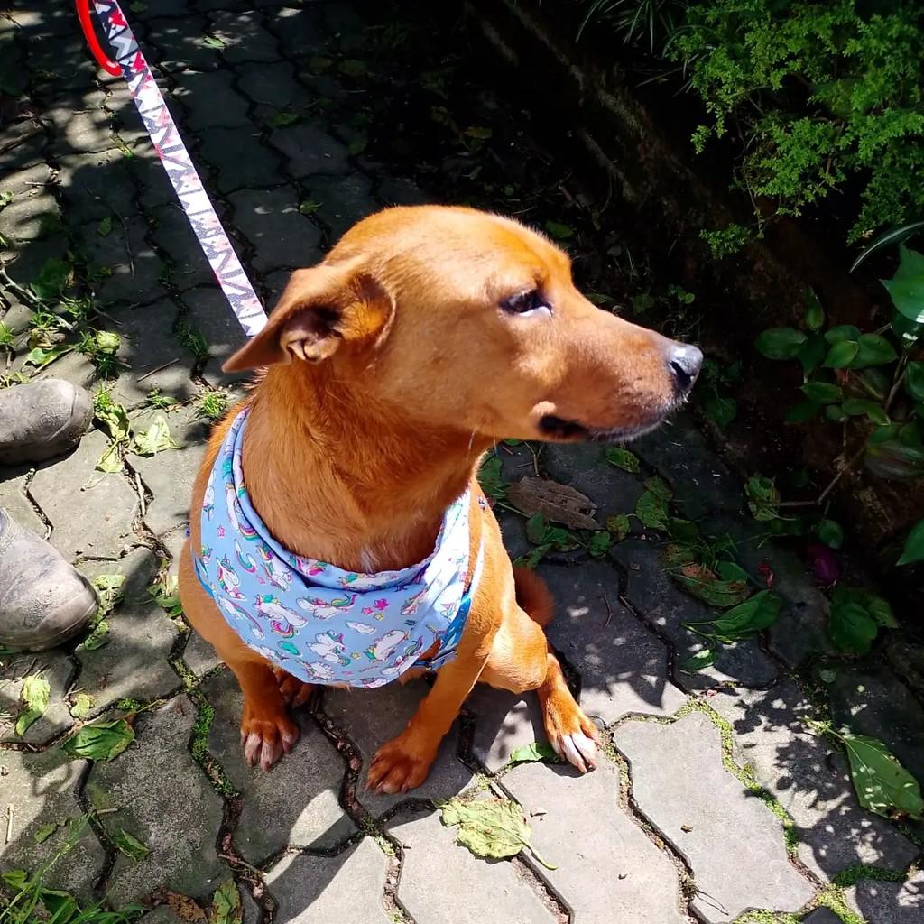 Júnior, cachorro de porte médio para adoção em Viamão - RS — foto 4 de 10