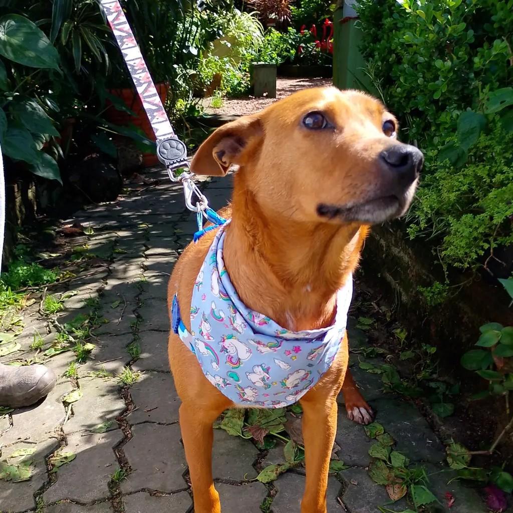 Júnior, cachorro de porte médio para adoção em Viamão - RS — foto 5 de 10