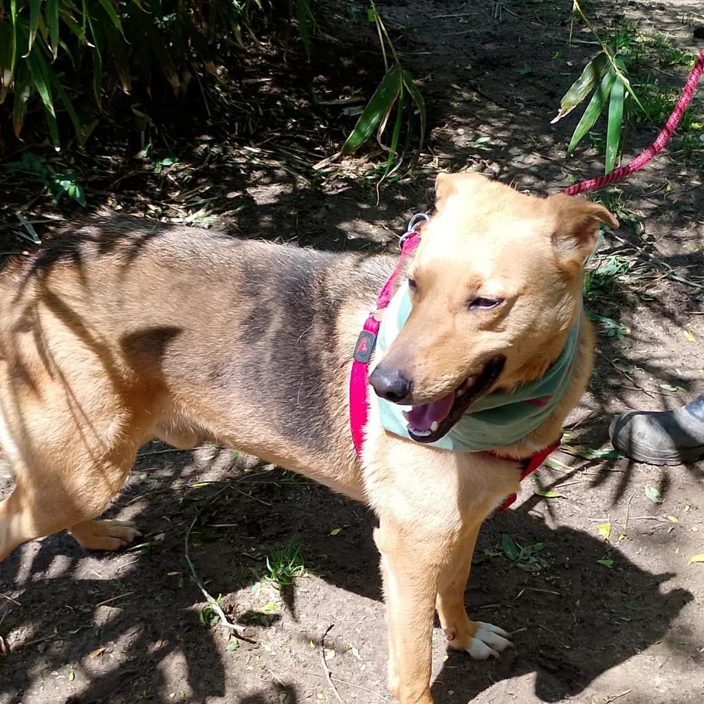 Bento, cachorro de porte grande para adoção em Viamão - RS