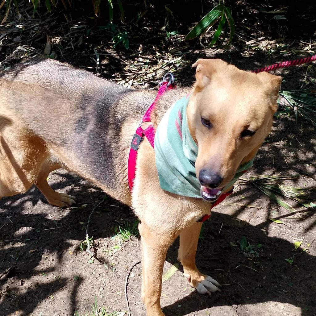 Bento, cachorro de porte grande para adoção em Viamão - RS — foto 2 de 6