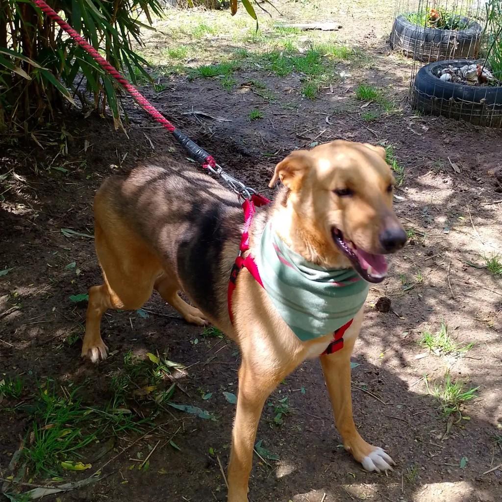 Bento, cachorro de porte grande para adoção em Viamão - RS — foto 3 de 6