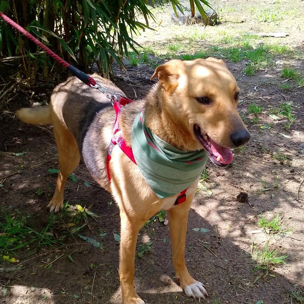 Bento, cachorro de porte grande para adoção em Viamão - RS — foto 4 de 6