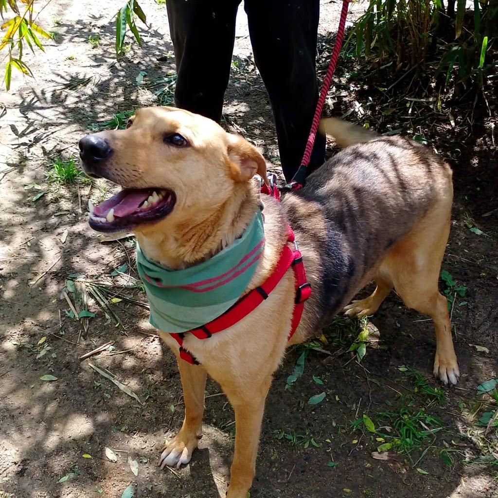 Bento, cachorro de porte grande para adoção em Viamão - RS — foto 5 de 6