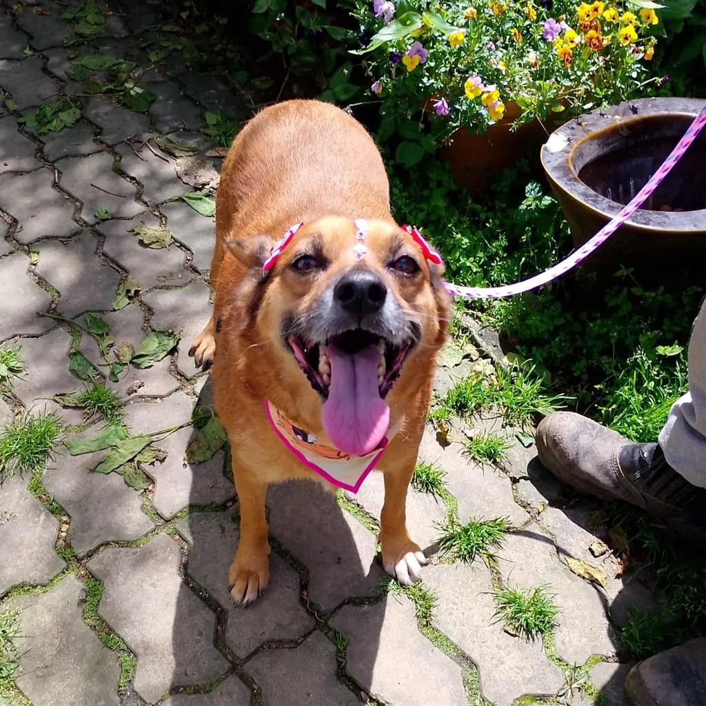 Pipoca, cadela de porte médio para adoção em Viamão - RS