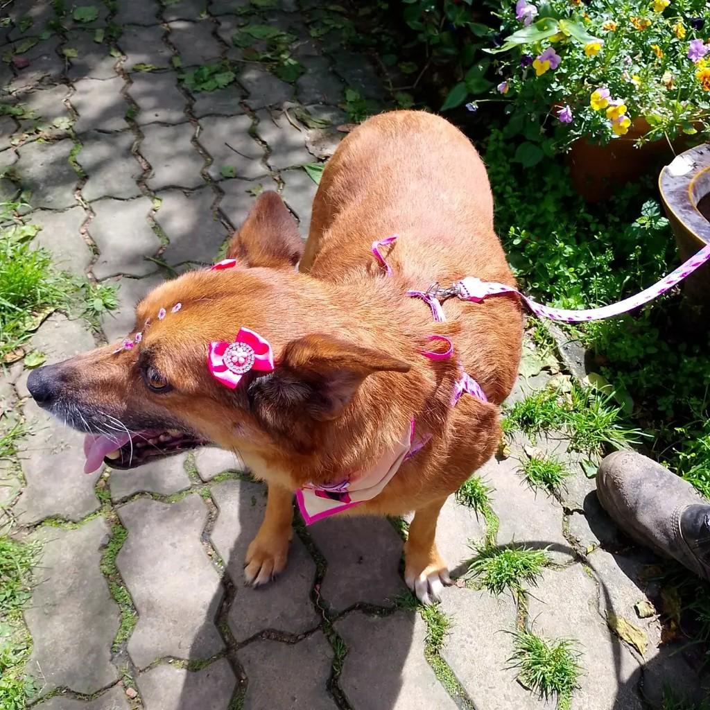 Pipoca, cadela de porte médio para adoção em Viamão - RS — foto 2 de 4