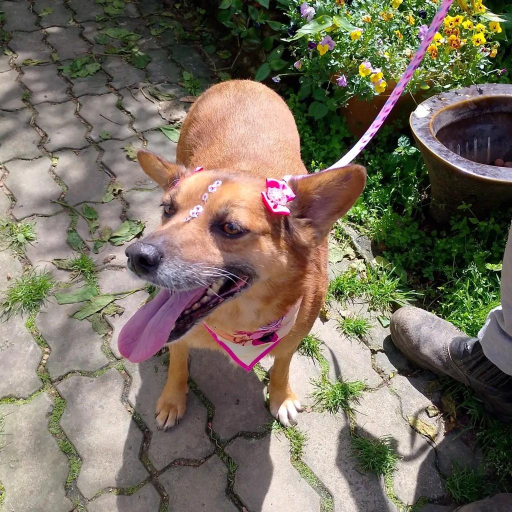 Pipoca, cadela de porte médio para adoção em Viamão - RS — foto 3 de 4