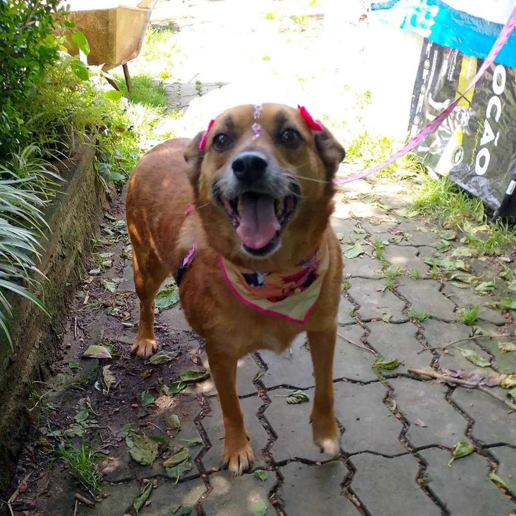 Pipoca, cadela de porte médio para adoção em Viamão - RS — foto 4 de 4