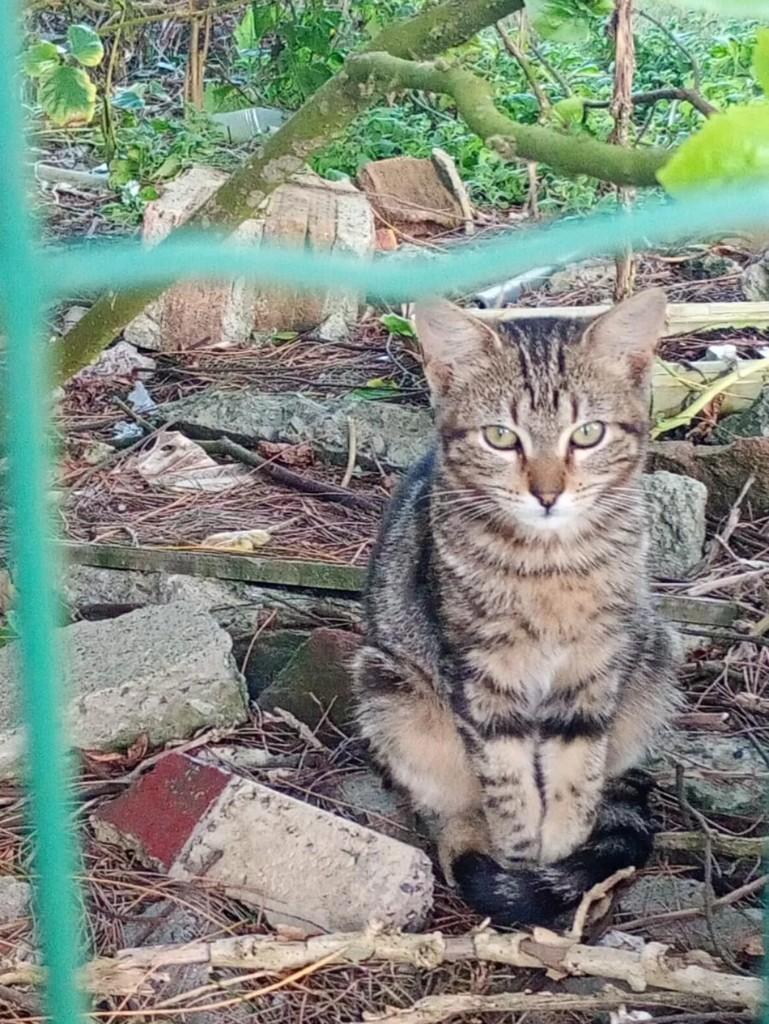 Cidreira-RS, gato de porte pequeno para adoção em Cidreira - RS
