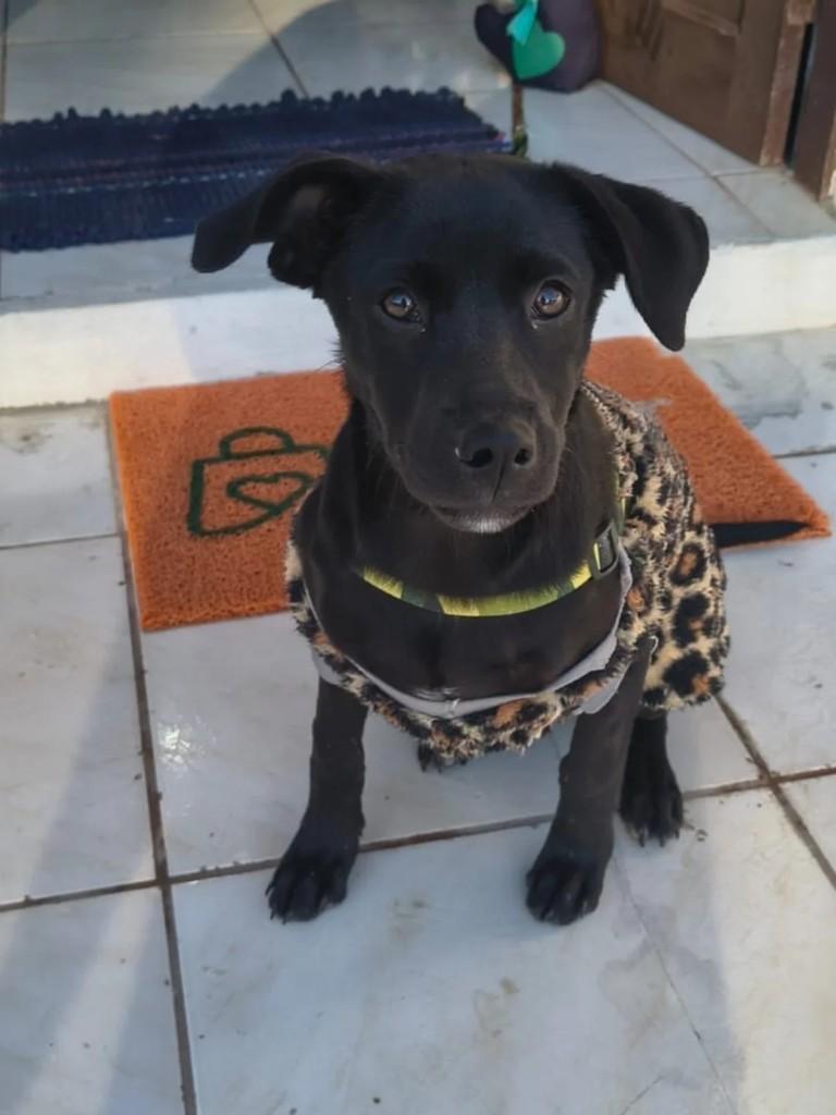 Fofuxa, cachorro de porte pequeno para adoção em Cidreira - RS