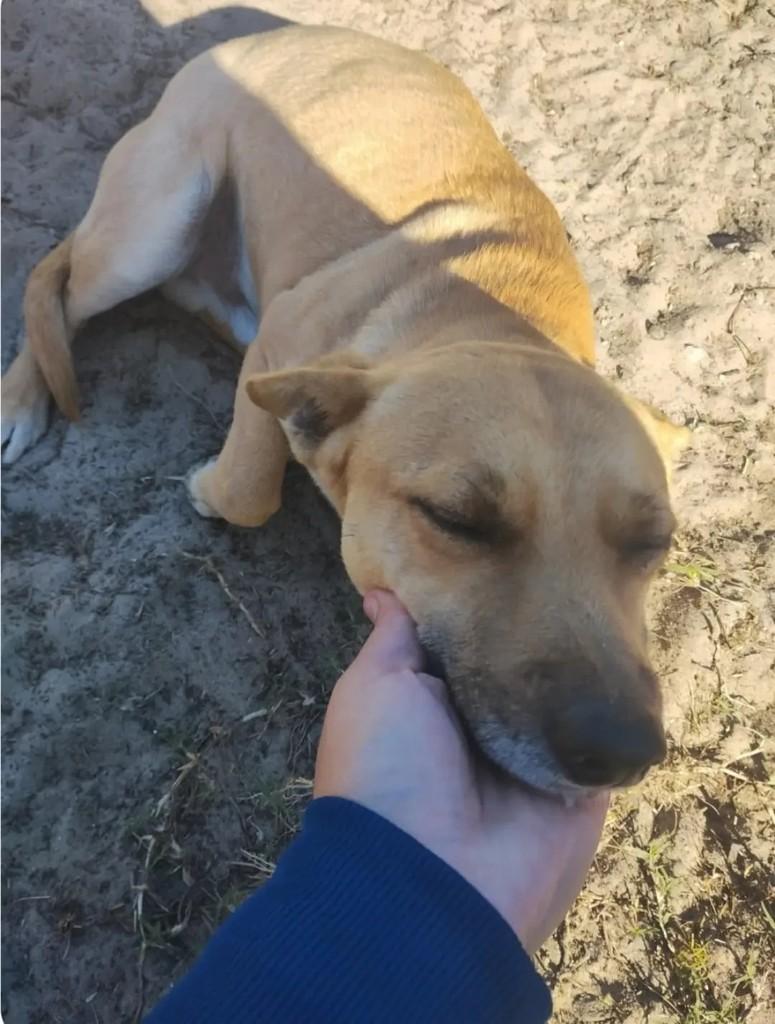 Bob, cachorro de porte médio para adoção em Cidreira - RS