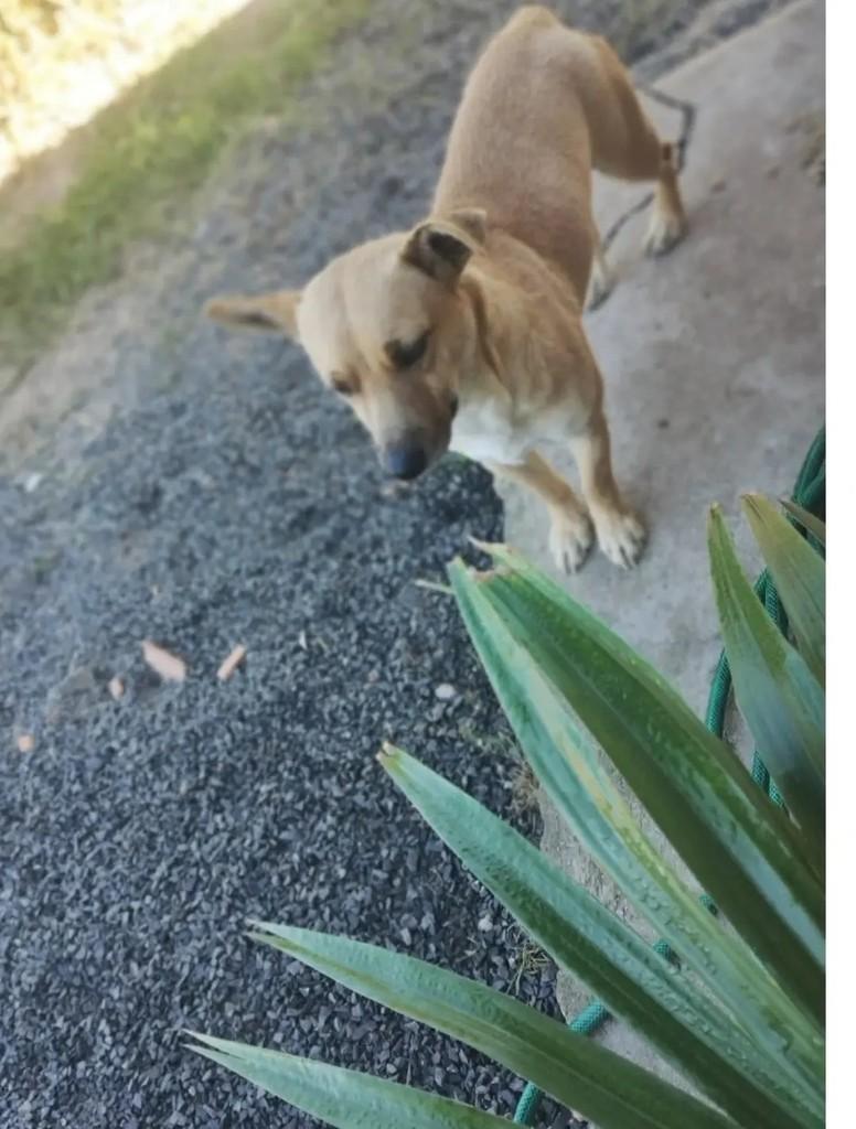 Bob, cachorro de porte médio para adoção em Cidreira - RS — foto 2 de 3