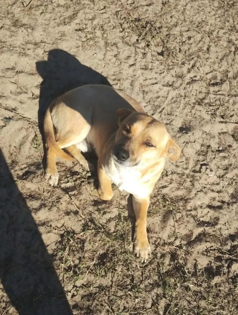 Bob, cachorro de porte médio para adoção em Cidreira - RS — foto 3 de 3