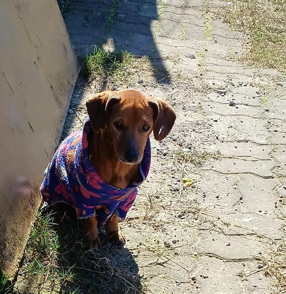 Cidreira, cadela de porte pequeno para adoção em Cidreira - RS