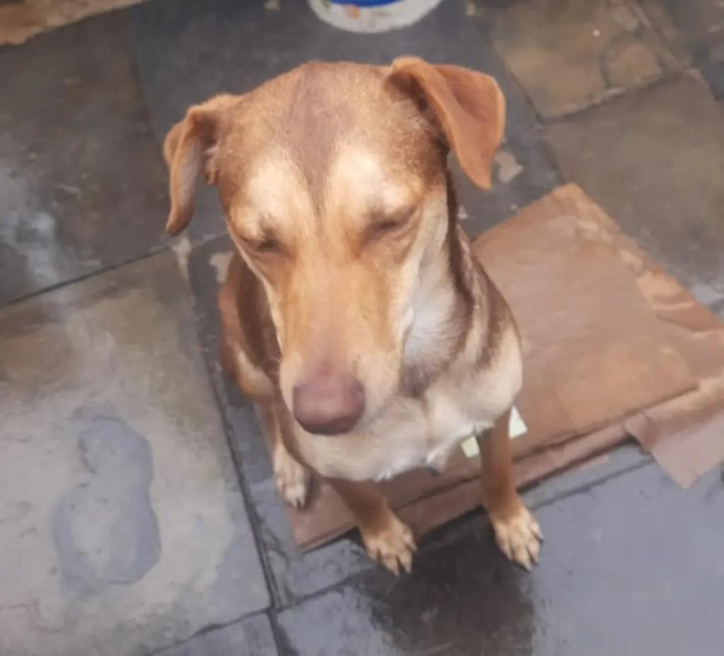 Shakira, cachorro de porte médio para adoção em Cidreira - RS