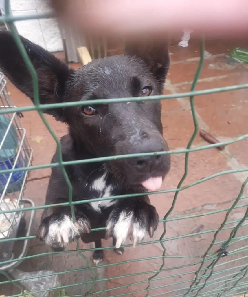 Pretinha, cadela de porte pequeno para adoção em Cidreira - RS