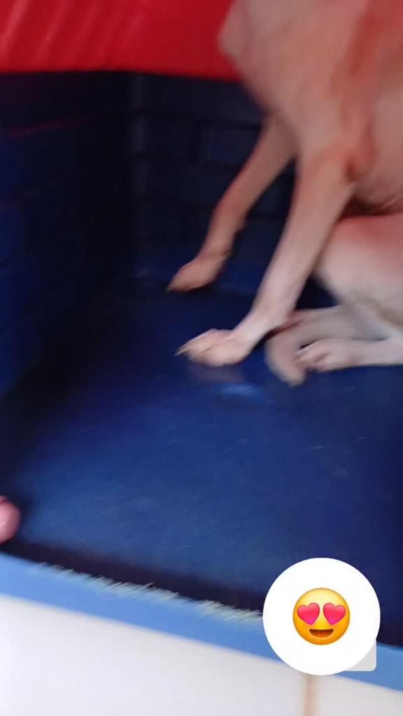 Dandara, cachorro de porte pequeno para adoção em Manaus - AM