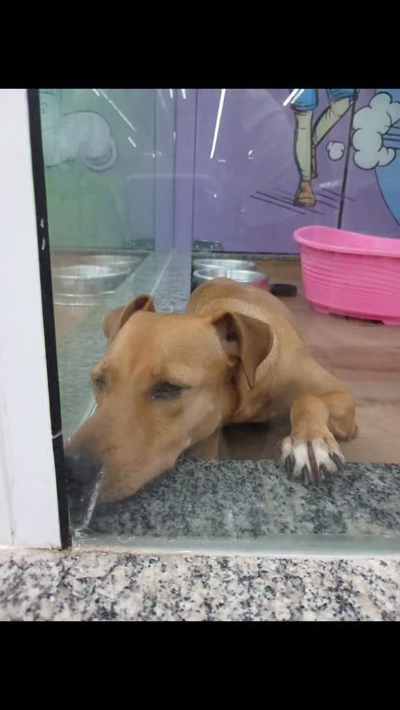 Princesa, cadela de porte médio para adoção em Manaus - AM