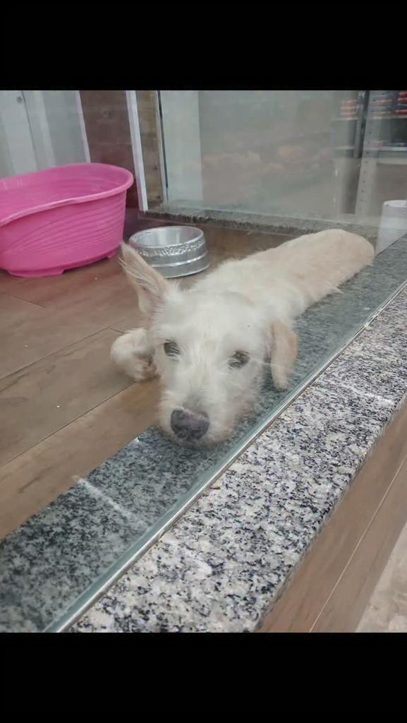 Aninha, cachorro de porte médio para adoção em Manaus - AM