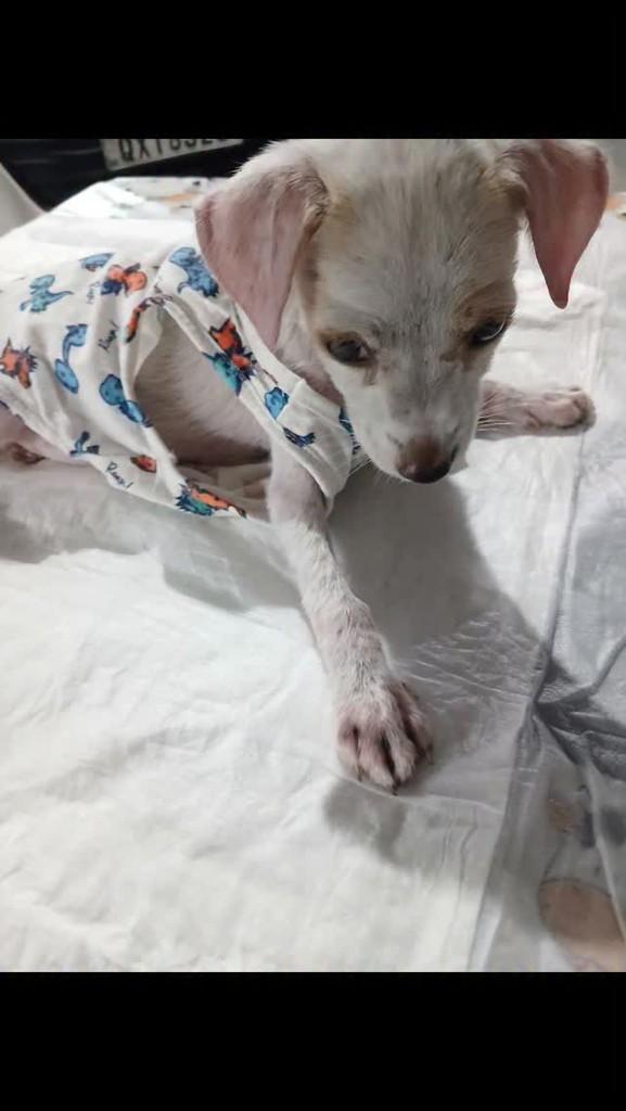 Vivi, cachorro de porte pequeno para adoção em Manaus - AM