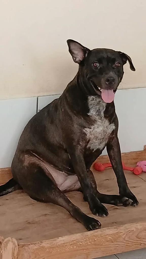 Pretinha, cachorro de porte médio para adoção em Manaus - AM