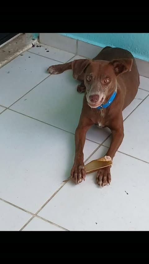 Cacau, cachorro de porte pequeno para adoção em Manaus - AM