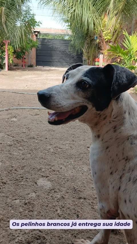 Paçoca, cachorro de porte pequeno para adoção em Manaus - AM