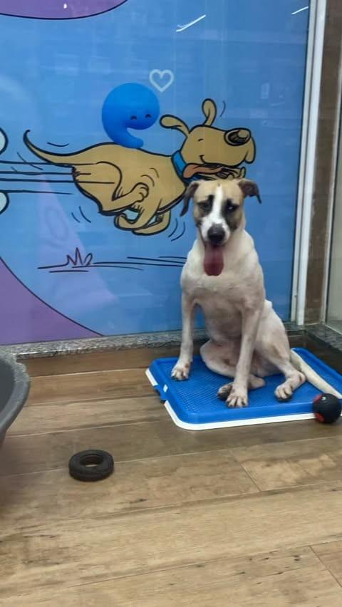 Gustavo, cachorro de porte médio para adoção em Manaus - AM