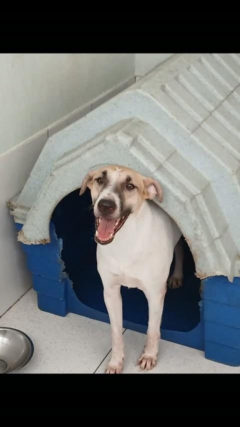Vini, cachorro de porte médio para adoção em Manaus - AM