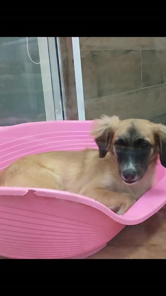 Madalena, cadela de porte pequeno para adoção em Manaus - AM