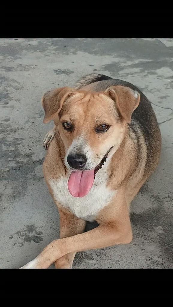Roberta, cadela de porte médio para adoção em Manaus - AM
