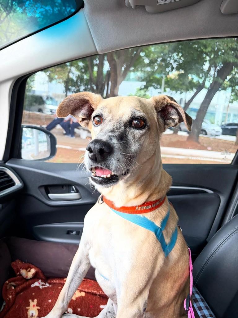 Zarinha, cachorro de porte pequeno para adoção em São Paulo - SP