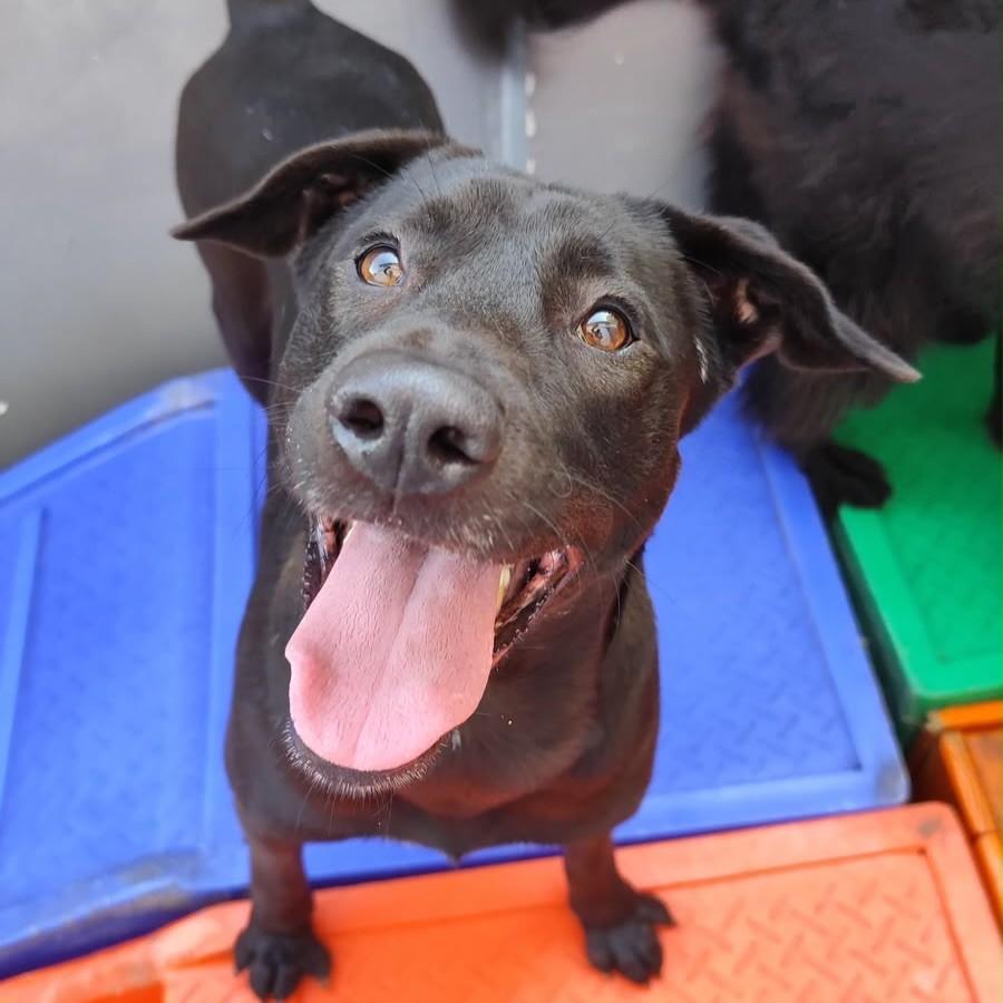 Marley, cachorro de porte grande para adoção em São Paulo - SP