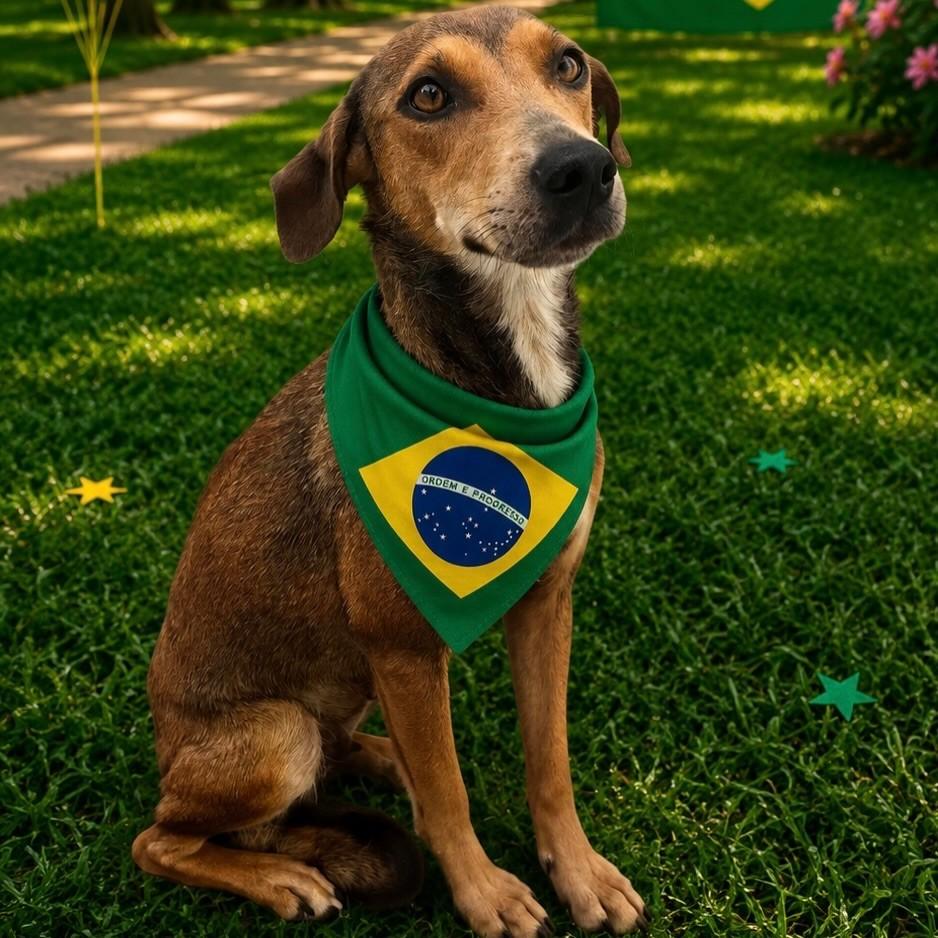 Zoe, cadela de porte médio para adoção em São João do Itaperiú - SC