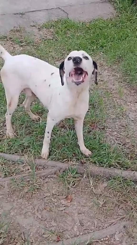 Lord, cachorro de porte médio para adoção em Rio de Janeiro - RJ
