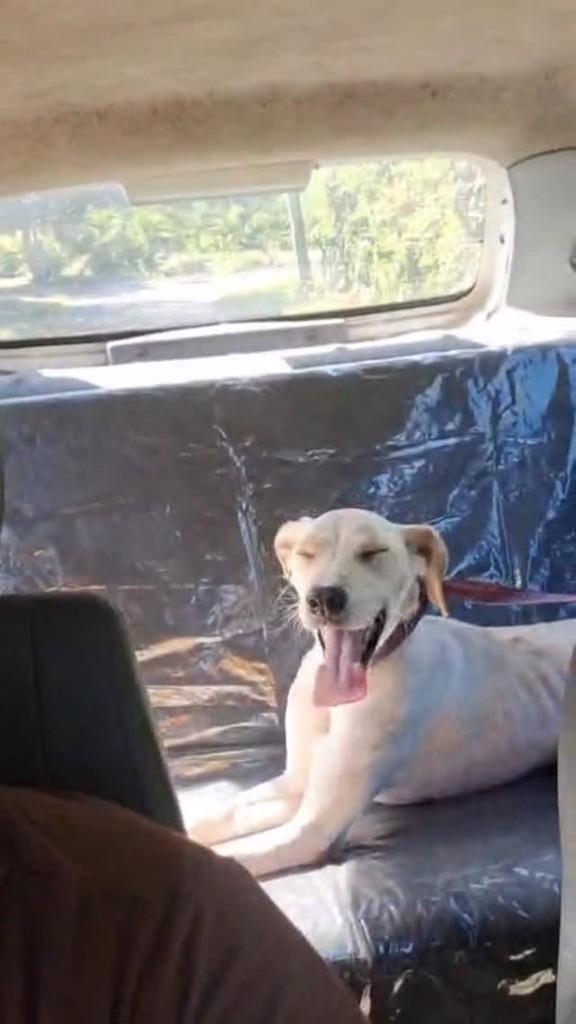 Gusmão, cachorro de porte médio para adoção em Rio de Janeiro - RJ