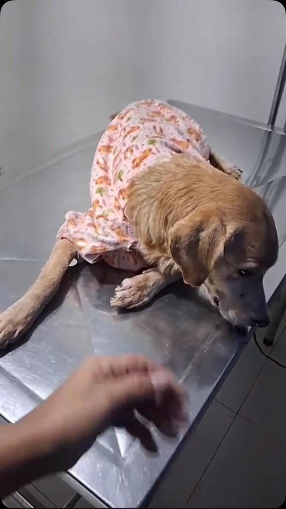 Dengo, cachorro de porte médio para adoção em Nova Iguaçu - RJ