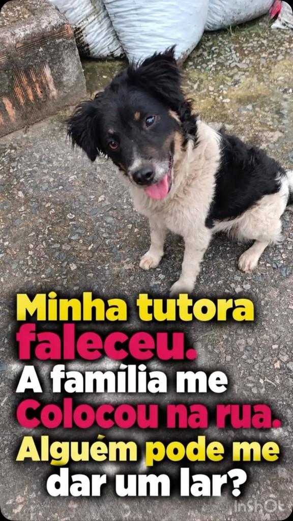 Mary, cadela de porte pequeno para adoção no Rio de Janeiro - RJ