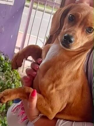 Caramelo, cachorro de porte pequeno para adoção em Passo Fundo - RS