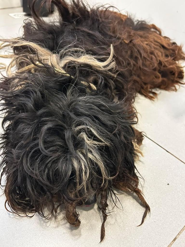 Flor, cadela de porte médio para adoção em Passo Fundo - RS