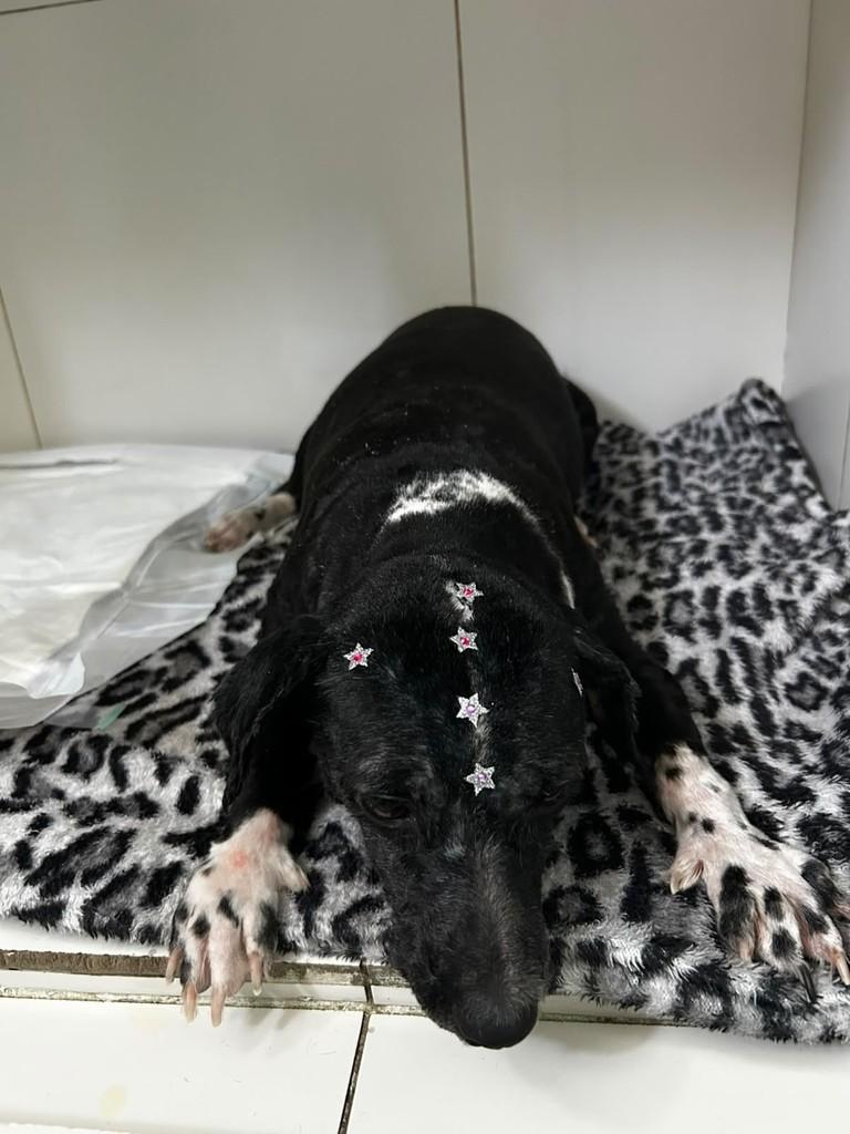 Flor, cadela de porte médio para adoção em Passo Fundo - RS — foto 2 de 2