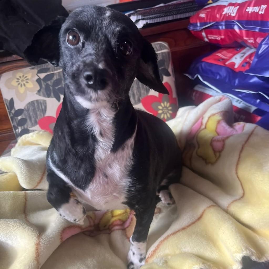Flor, cadela de porte pequeno para adoção em Passo Fundo - RS