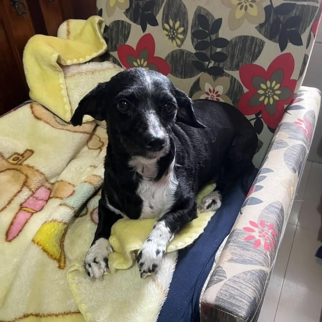 Flor, cadela de porte pequeno para adoção em Passo Fundo - RS — foto 2 de 3