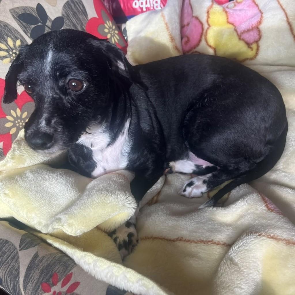 Flor, cadela de porte pequeno para adoção em Passo Fundo - RS — foto 3 de 3