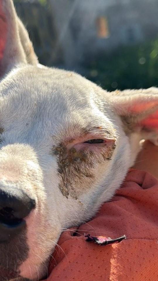 Branquinha, cachorro de porte pequeno para adoção em Boracéia - SP