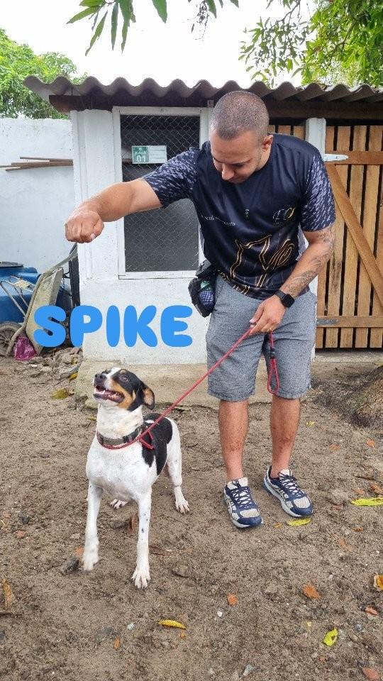 Spike, cachorro de porte pequeno para adoção em Bertioga - SP