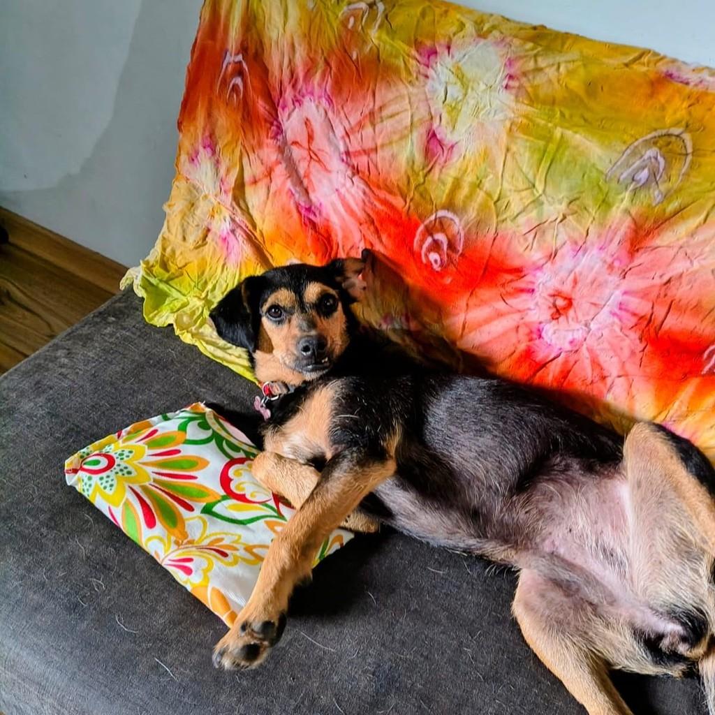 Amandita, cadela de porte pequeno para adoção em Porto Alegre - RS