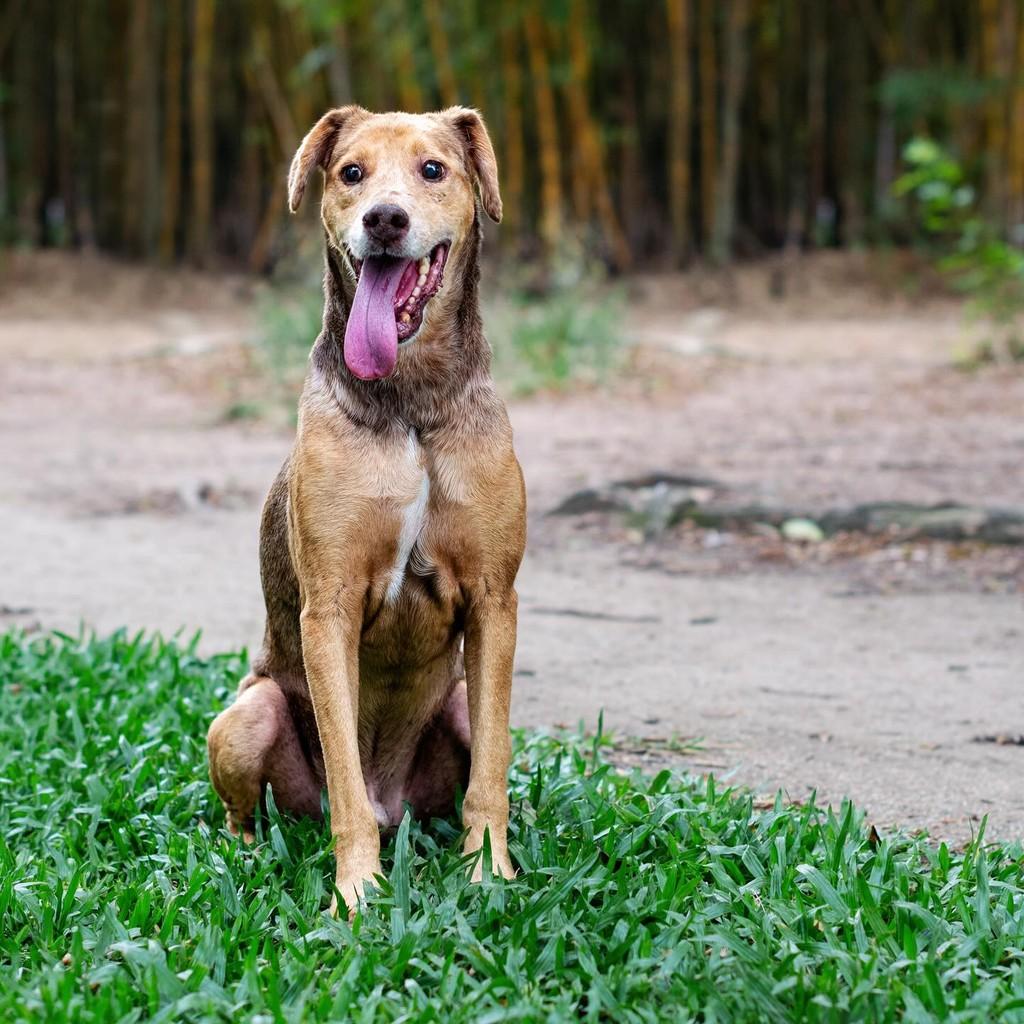 Fruki, cachorro de porte médio para adoção em Porto Alegre - RS