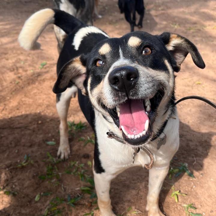 Oreo, cachorro de porte médio para adoção em Porto Alegre - RS