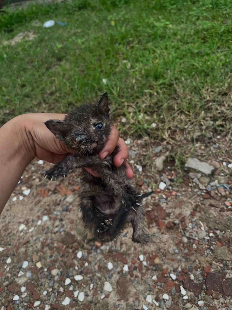 Filhotinha, gata de porte pequeno para adoção em Recife - PE
